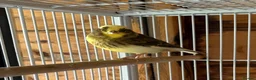 Canaries birds for sale: Fife Canaries - all born this year  - Advert 13