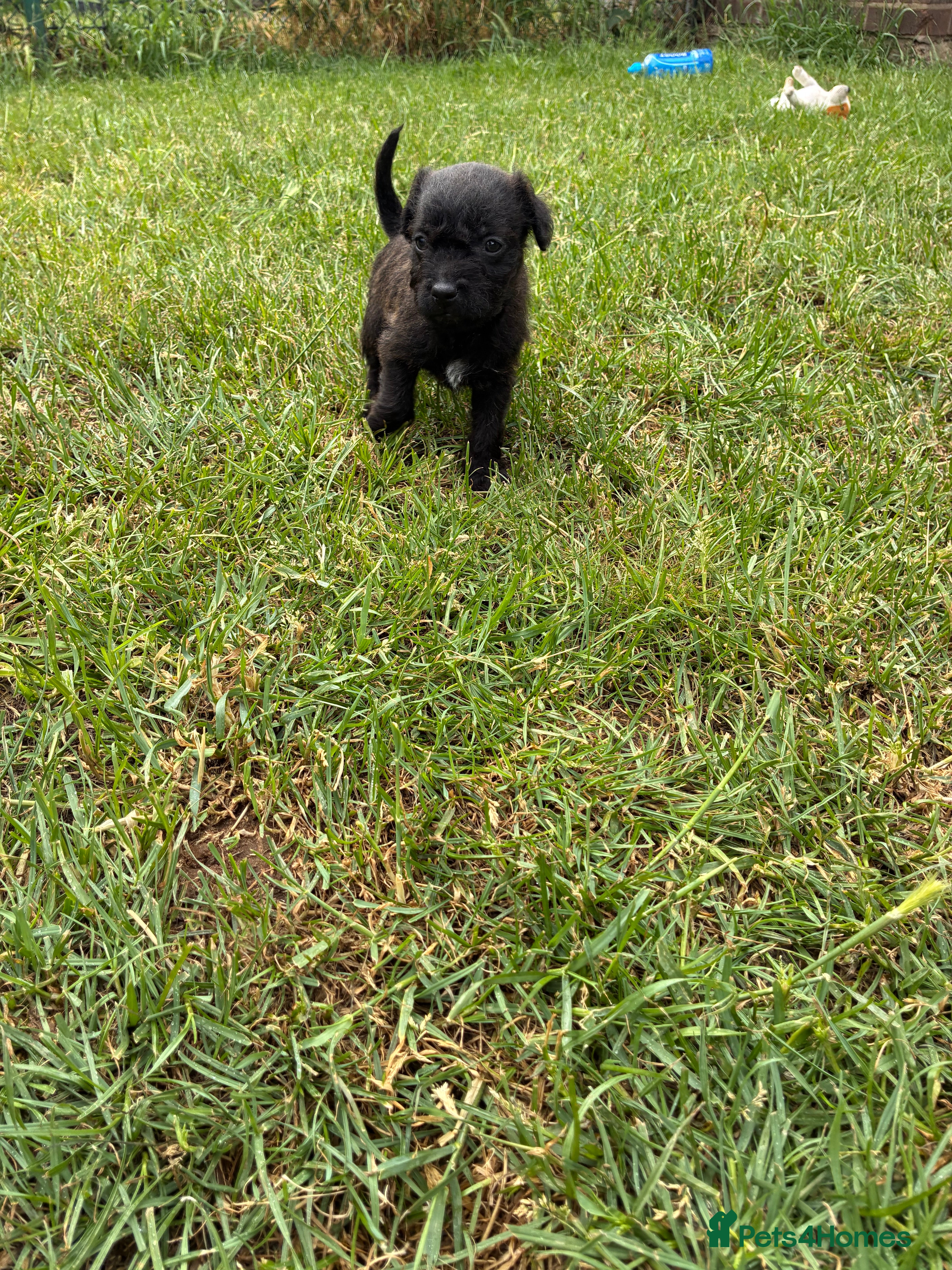 Mixed Breed dogs for sale: Patterdale Lakeland’s - Advert 2