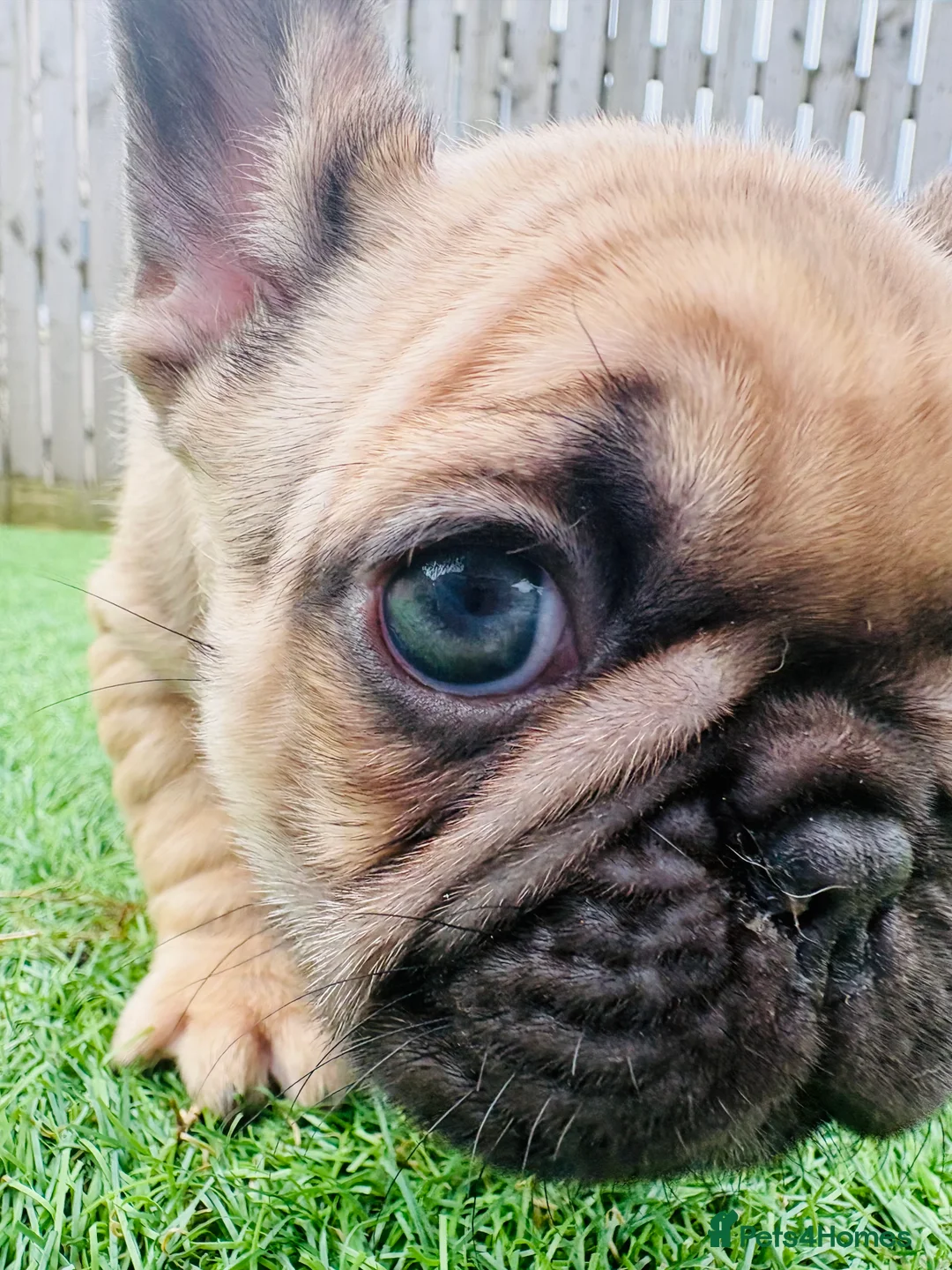 French Bulldog dogs for sale: French Bulldog Puppies - Fawn/Cream - Advert 23