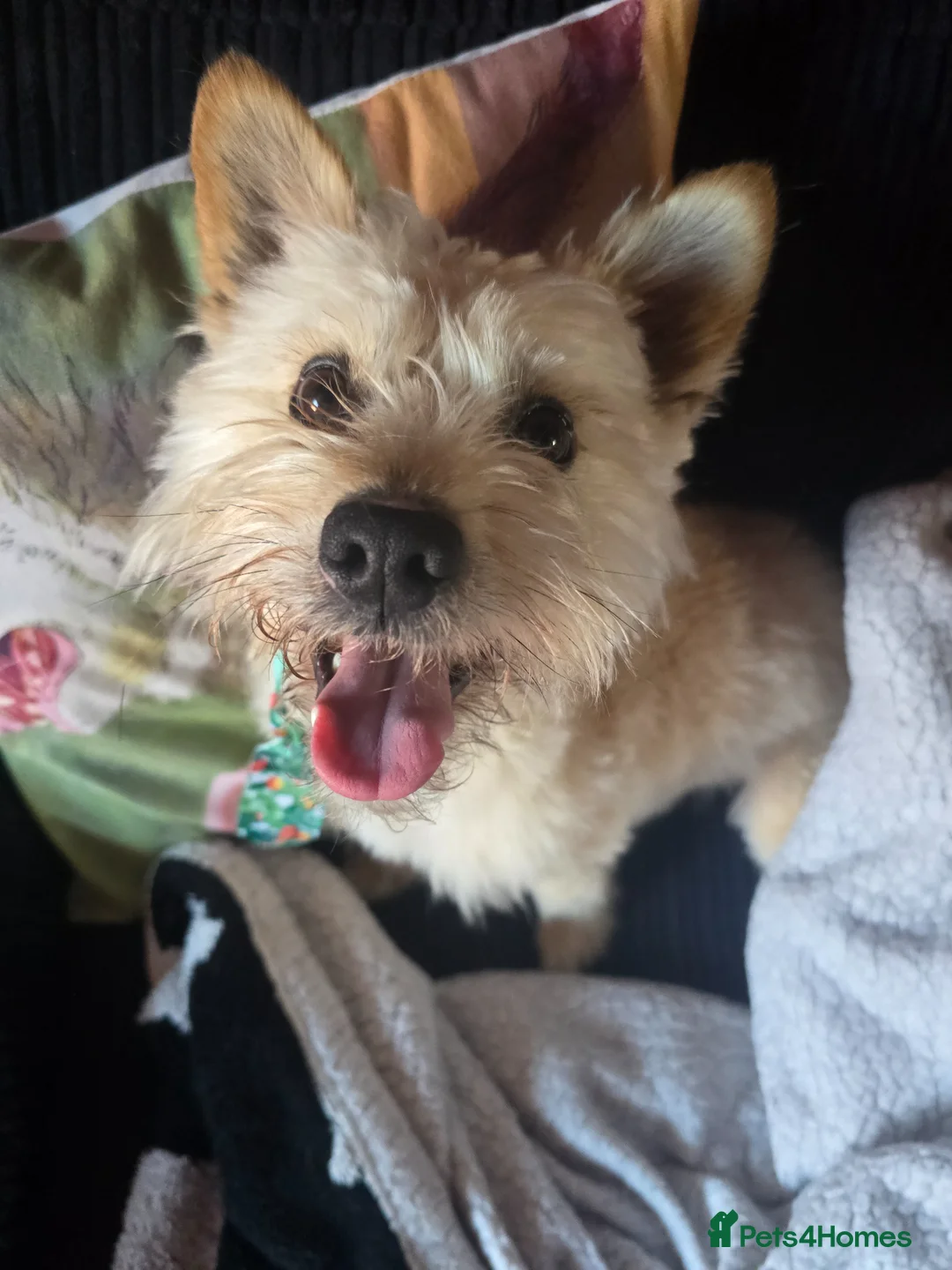 Mixed Breed dogs for sale: Bailey NEEDS HOME ASAP - Advert 2