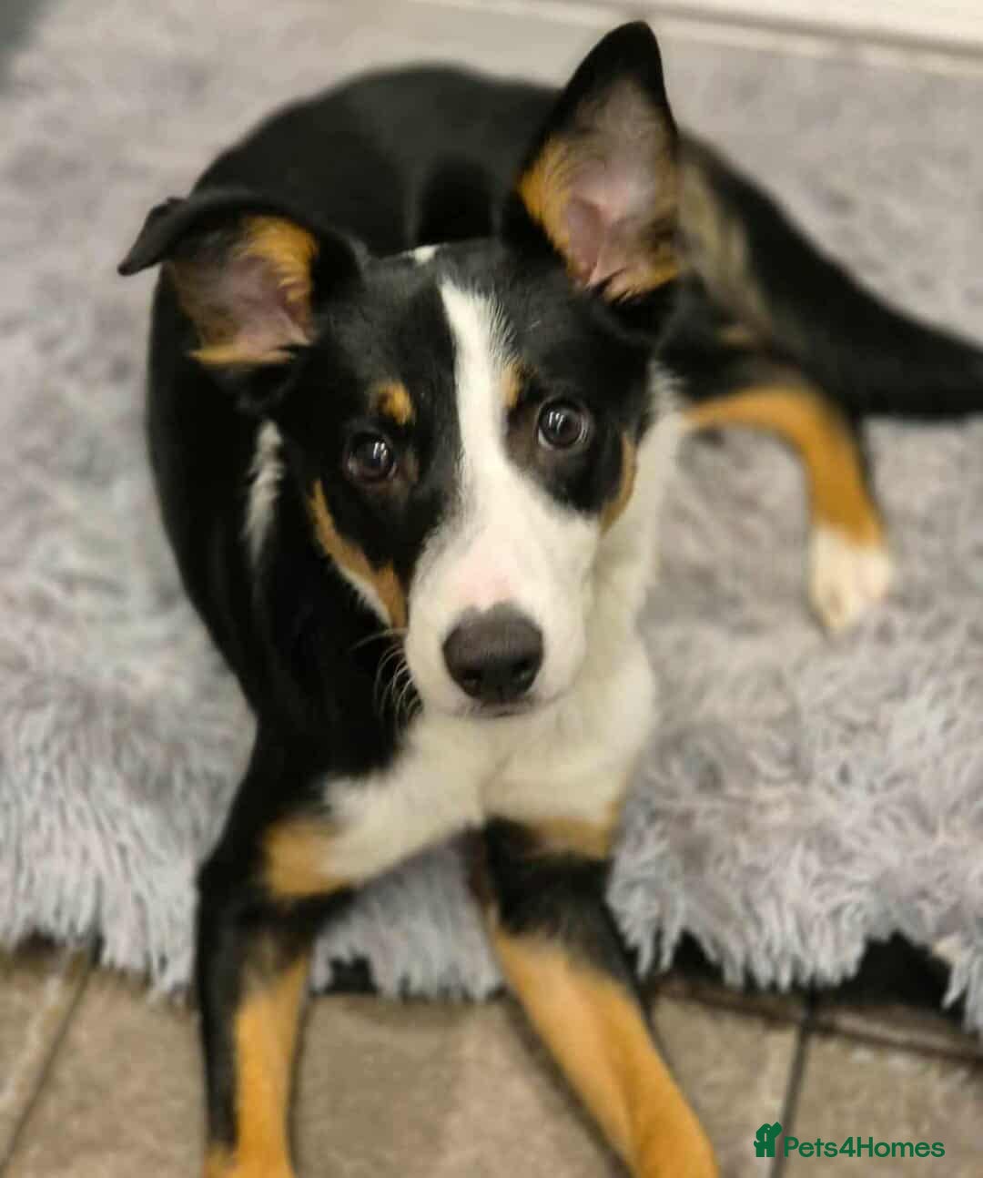 Border Collie dogs Border Collie For Sale - Advert 1