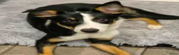Border Collie dogs for sale: Border Collie For Sale in Wirral - Advert 1