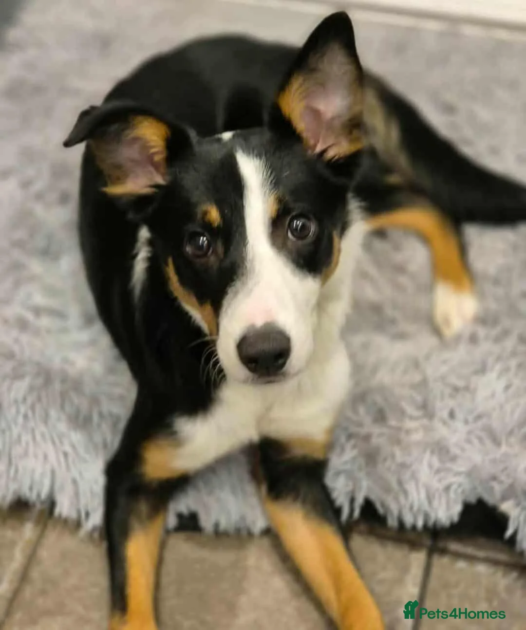 Border Collie dogs for sale: Border Collie For Sale in Wirral - Advert 1
