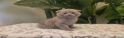 Mixed Breed cats for sale: Gorgeous blue Scottish Fold British Longhair Boy  - Advert 9