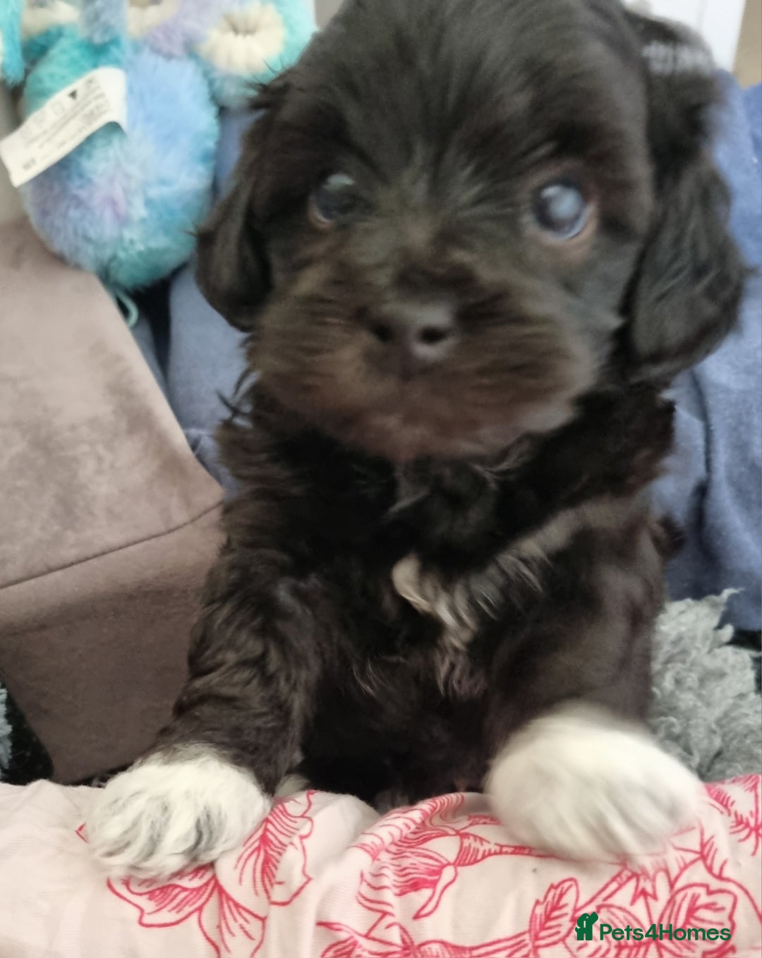 Maltipoo dogs for sale: Rare F2 Toy Maltipoos, DNA Clear + Basic Training - Image 19