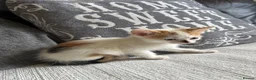 Mixed Breed cats for sale: Beautiful Kittens - Advert 8