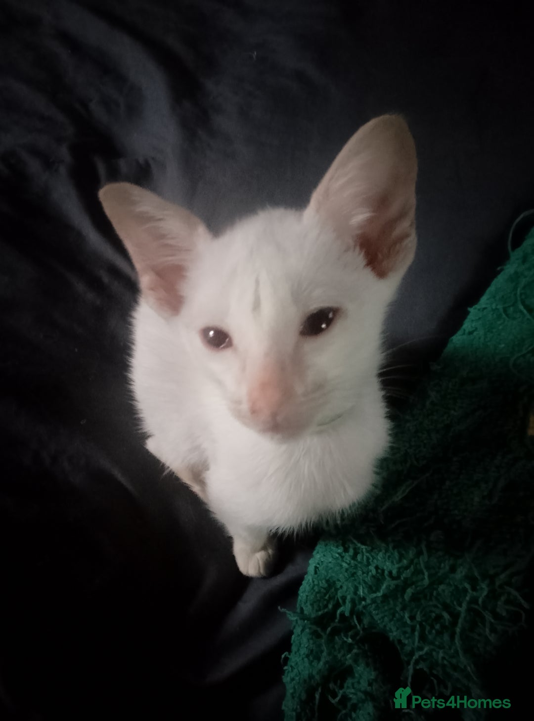 Siamese cats for sale: Siamese kittens - Advert 5