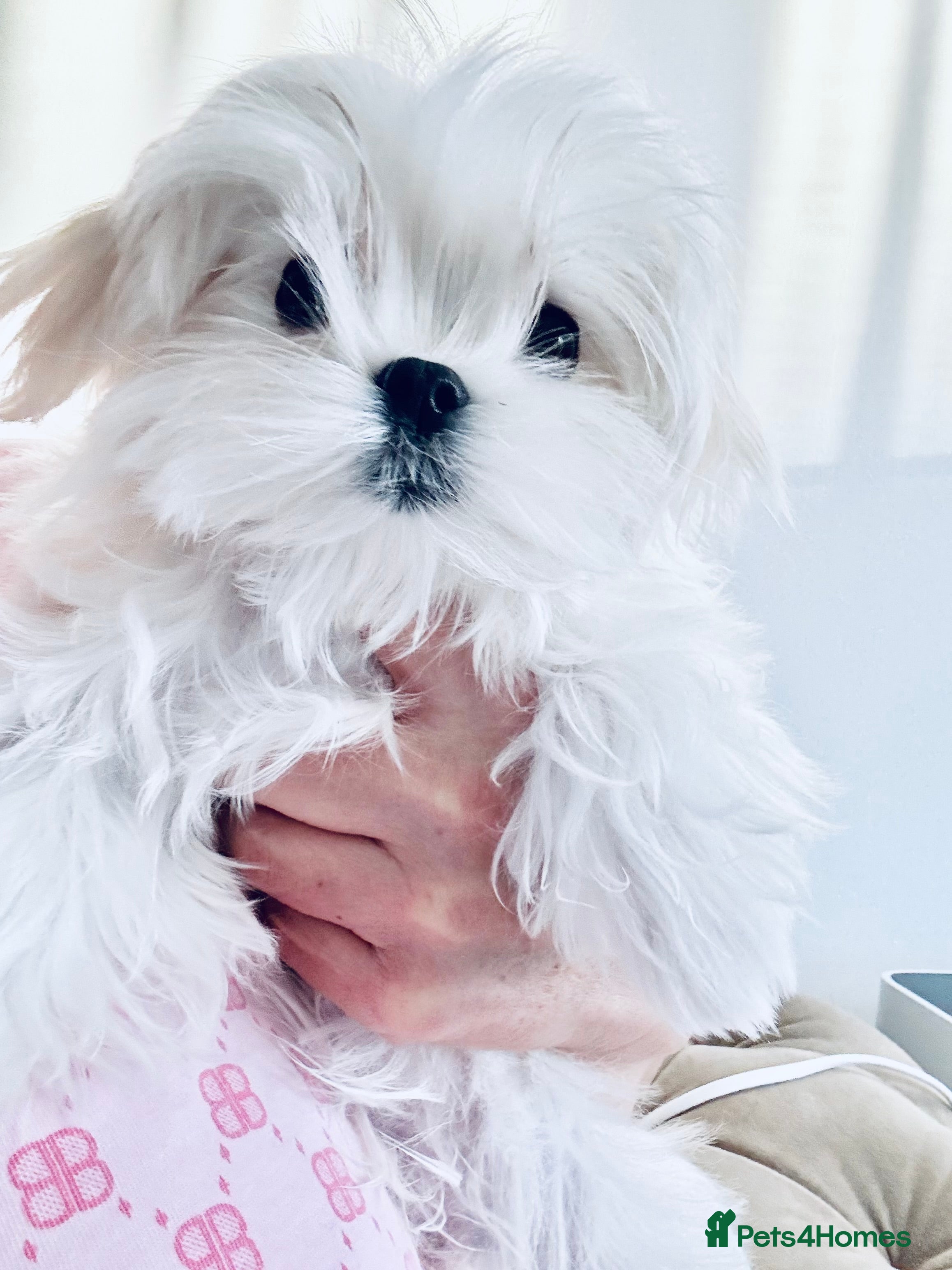 Maltese dogs Ready to Leave Now  Quality Tiny  Maltese  - Advert 16