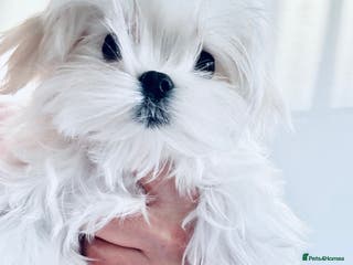 Maltese dogs Ready to Leave Now Quality Tiny Maltese - Advert 1