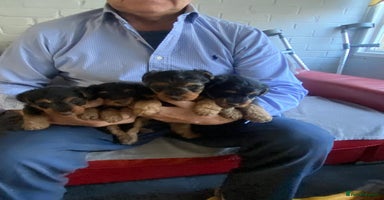 Welsh Terrier dogs Stunning Welsh terrier puppies - Advert 14