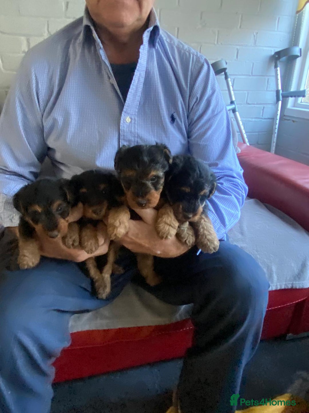 Welsh Terrier dogs for sale: Stunning Welsh terrier puppies - Advert 3