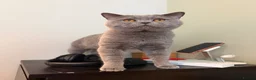British Shorthair cats for sale: Beautiful Lilac British Shorthair Kittens - Advert 10