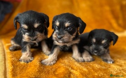 Mixed Breed dogs for sale: SCHNAVALIER PUPPIES  - Image 1