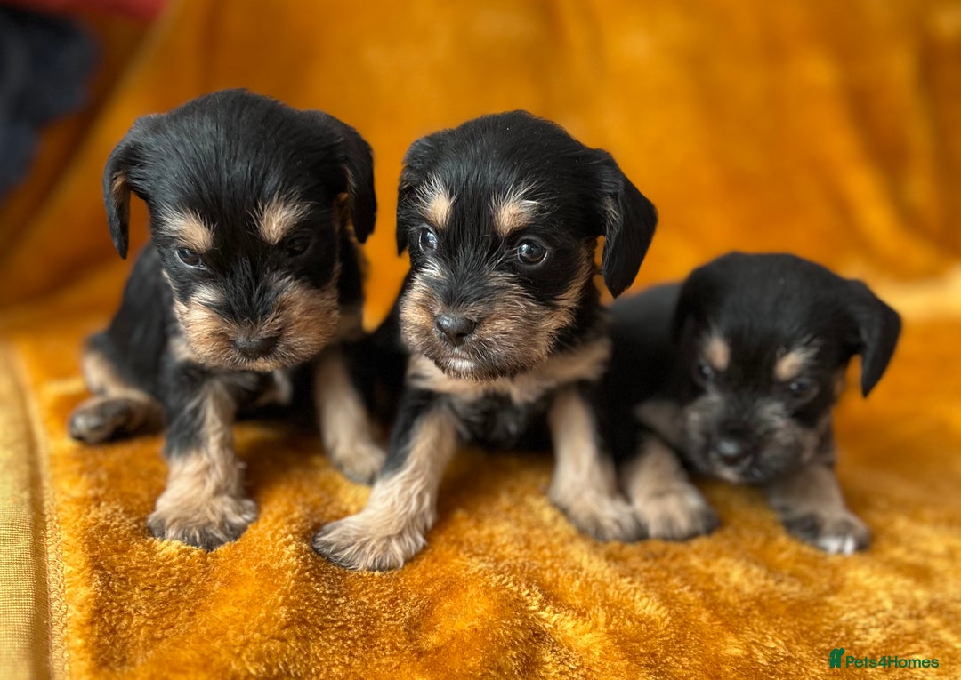 Mixed Breed dogs for sale: SCHNAVALIER PUPPIES  - Image 1