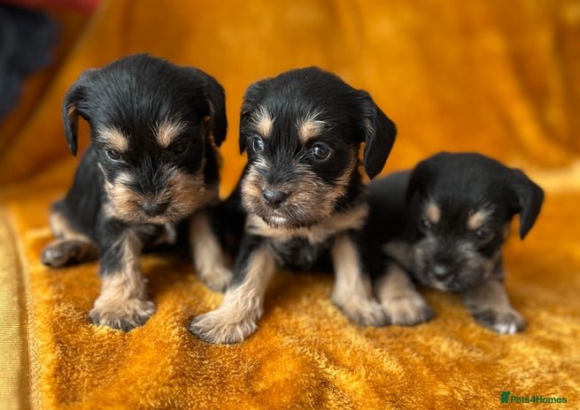 Mixed Breed dogs - Advert 3