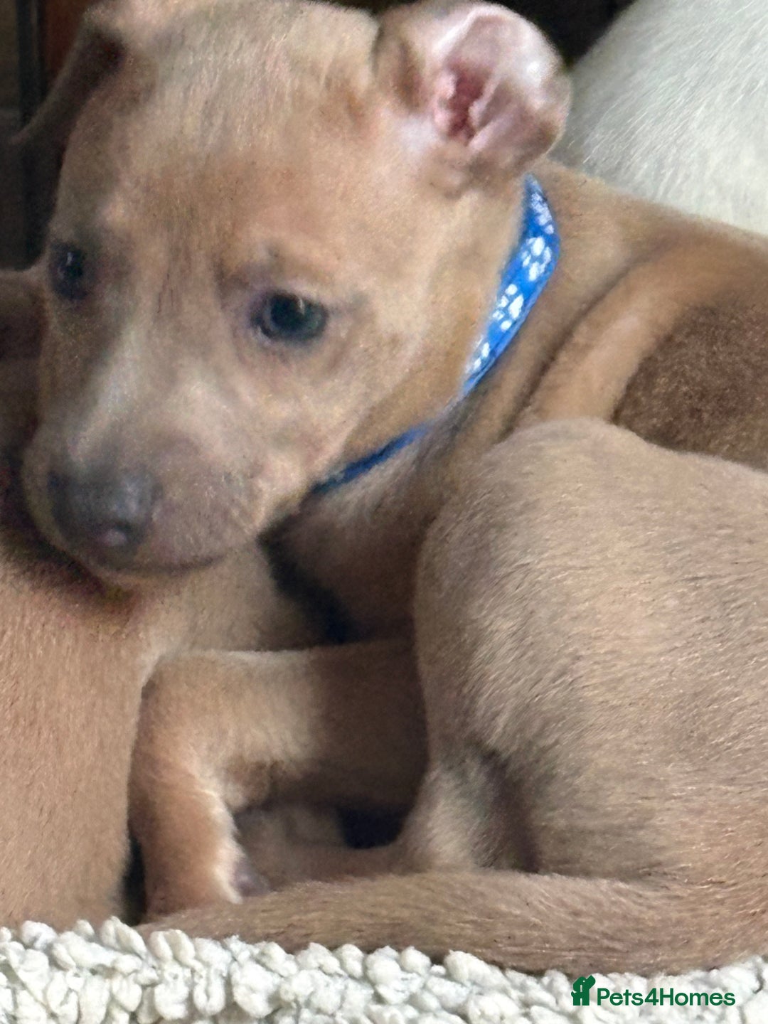 Mixed Breed dogs for sale:  Beautiful Whiggys Whippet X Italian Greyhound  - Image 6