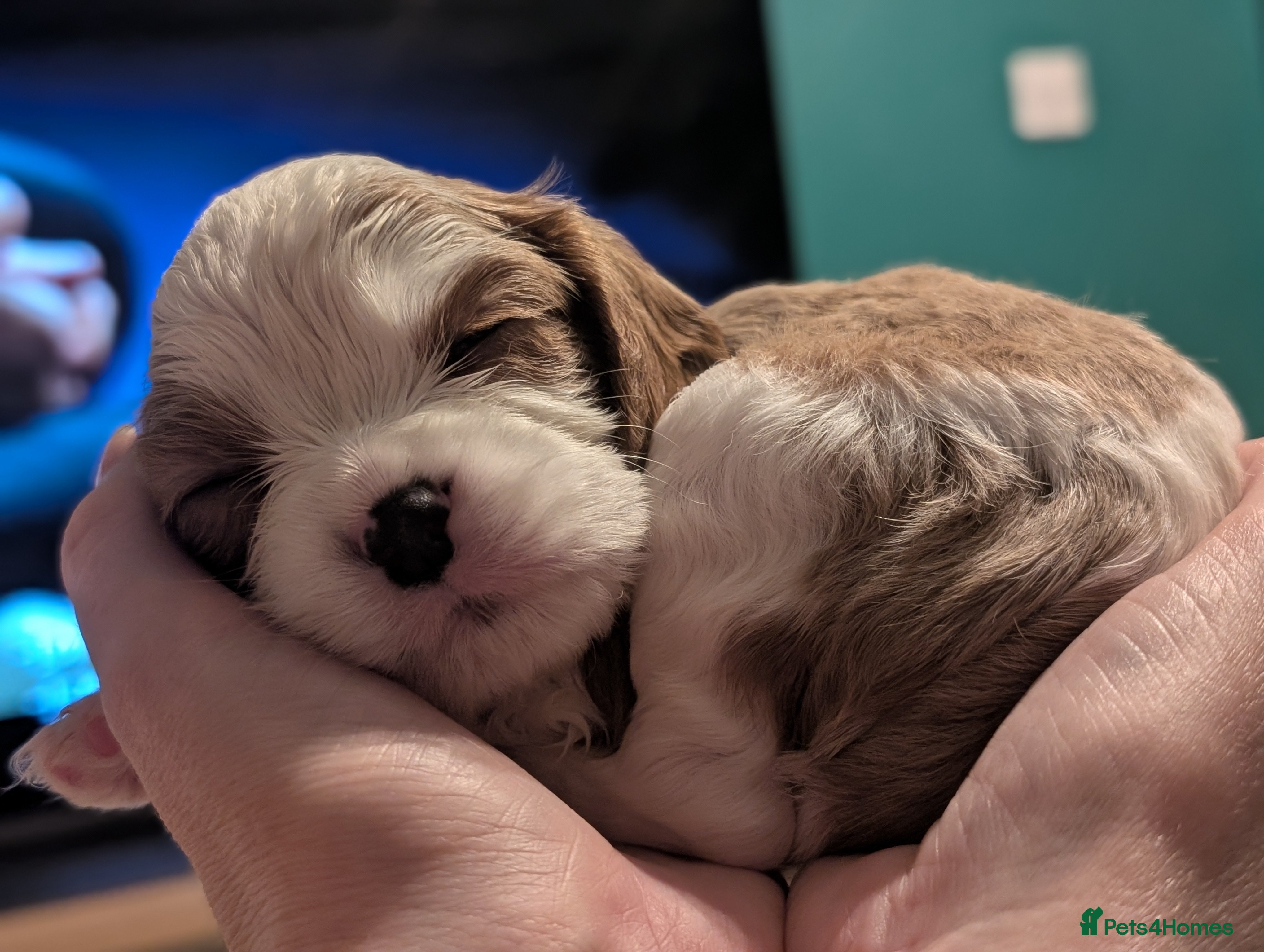 Cavalier King Charles Spaniel dogs Beautiful cavalier king Charles pups born 24/12 - Advert 17