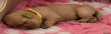 Labrador Retriever 9