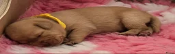Labrador Retriever dogs for sale: Kc Registered Fox Red Labradors - Champion Lines - Advert 7