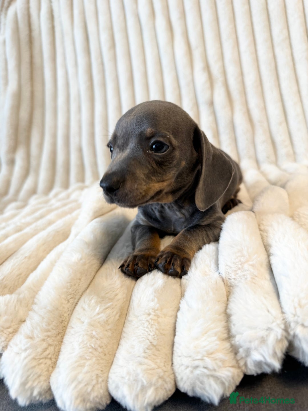 Miniature Dachshund dogs for sale: LAST 2 BOYS Miniature smooth Dachshund puppies - Image 17