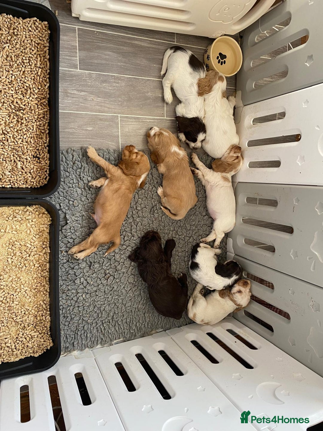 Cocker Spaniel dogs for sale: KC Show Type Cocker Spaniel Pups - Family Home  - Image 29
