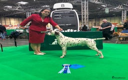 Dalmatian dogs for sale: Stunning KC dalmation puppies for sale! - Image 24