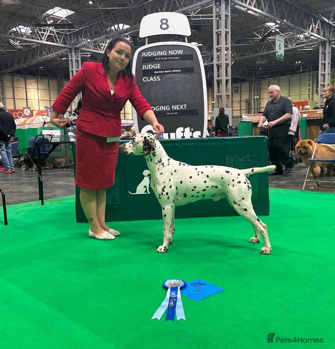 Dalmatian dogs for sale: Stunning KC dalmation puppies for sale! - Image 24