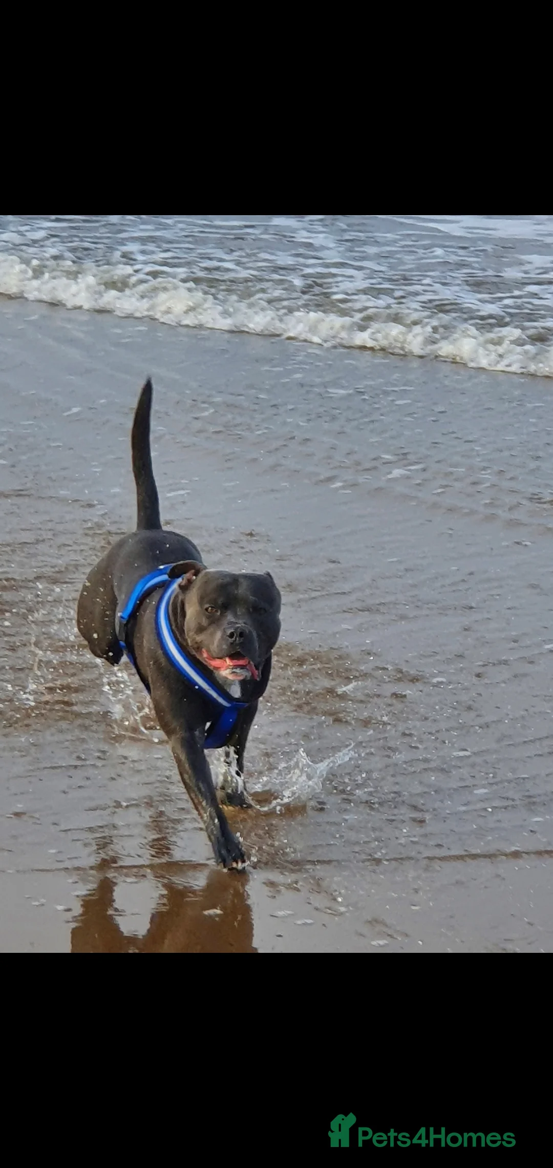 Staffordshire Bull Terrier dogs for stud: *PROVEN stud* Blue Staffordshire bull terrier in Middlesbrough - Advert 7