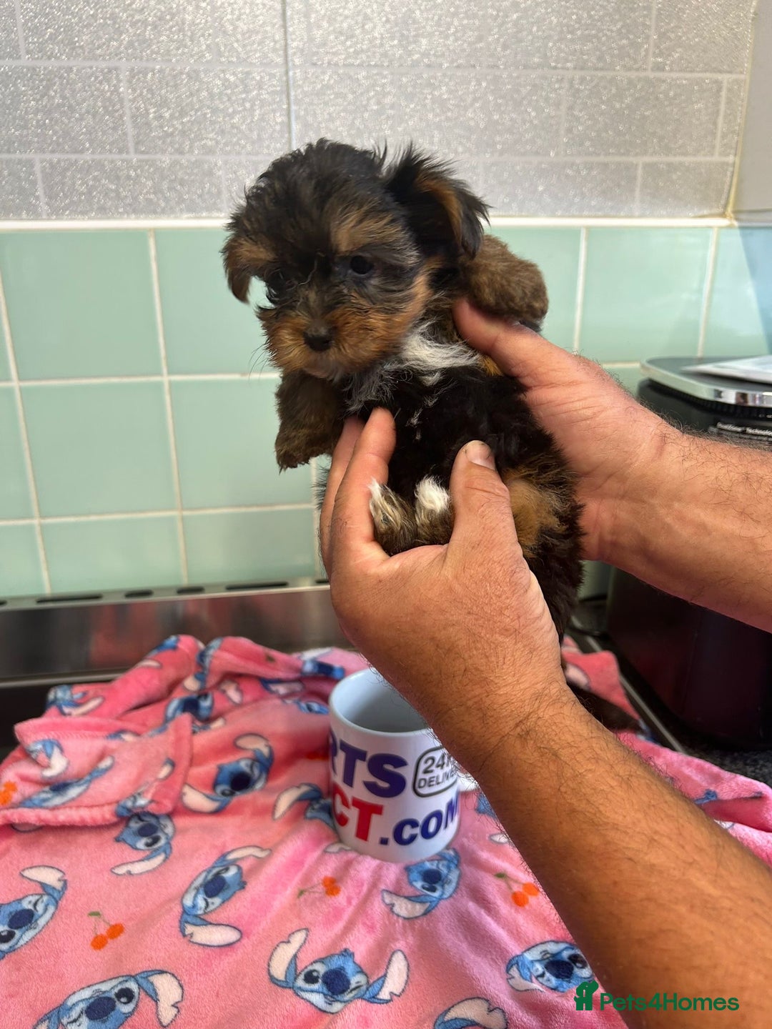 Yorkshire Terrier dogs for sale: Tiny Yorkshire terrier puppies for sale  - Image 8