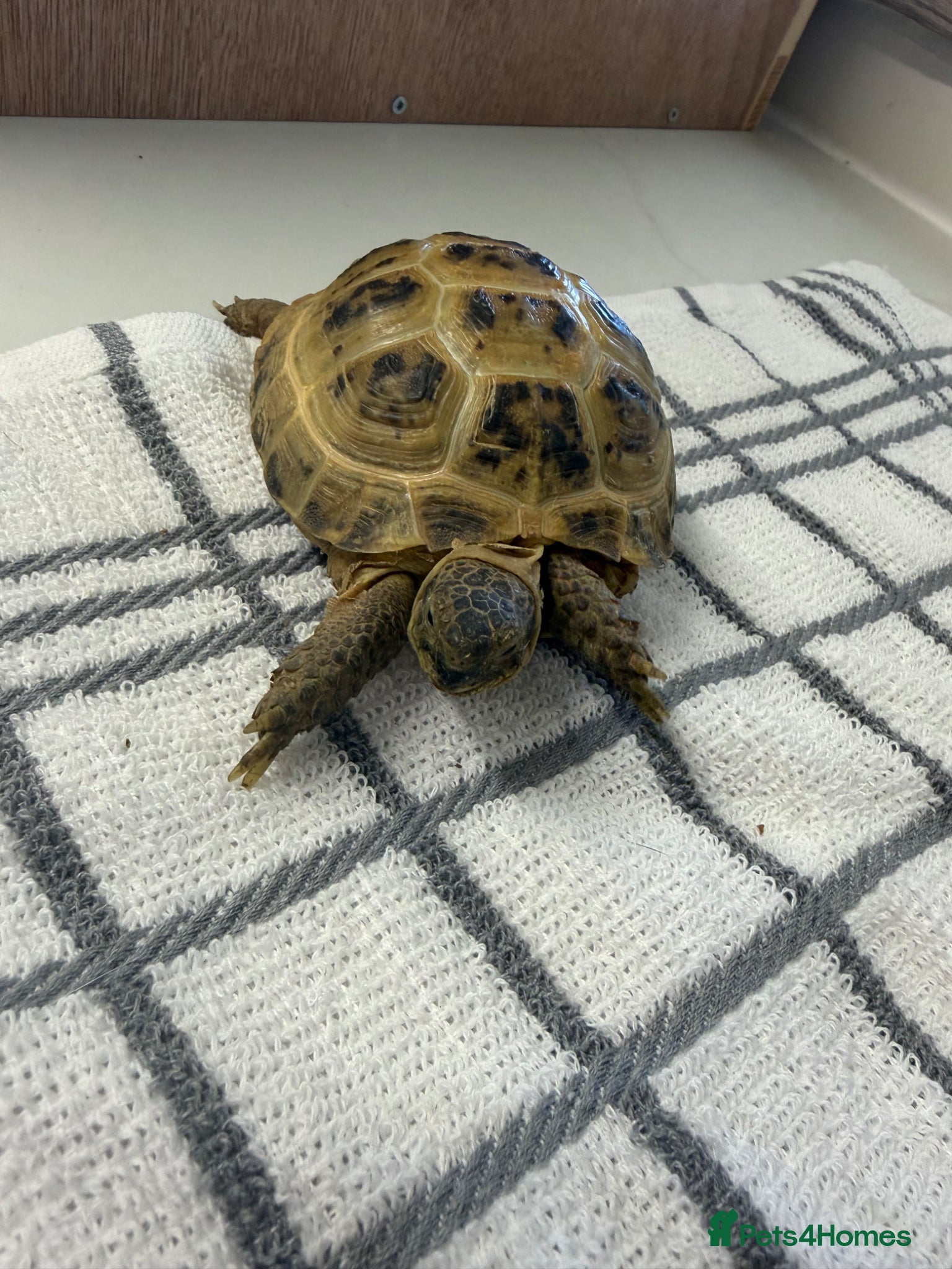 Tortoise reptiles for sale: 2x horsfield tortoises  in Nottingham - Advert 5