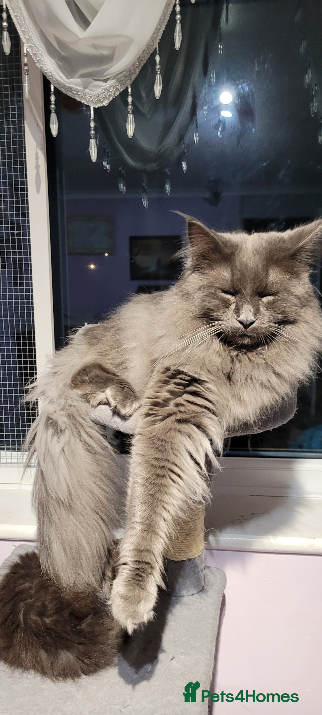 Maine Coon cats for sale: Maine Coon boy  - Advert 9
