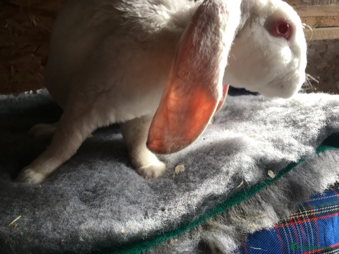 English Lop rabbits for sale: Velveteen Lop buck youngster  - Advert 2
