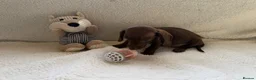 Mixed Breed dogs for sale: Dachshund  in Thornton Heath - Advert 6