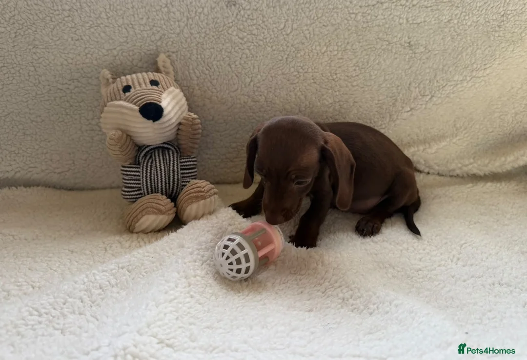 Mixed Breed dogs for sale: Dachshund  in Thornton Heath - Advert 6