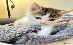 Domestic Shorthair cats for sale: short and long hair kittens ready to go - Image 15