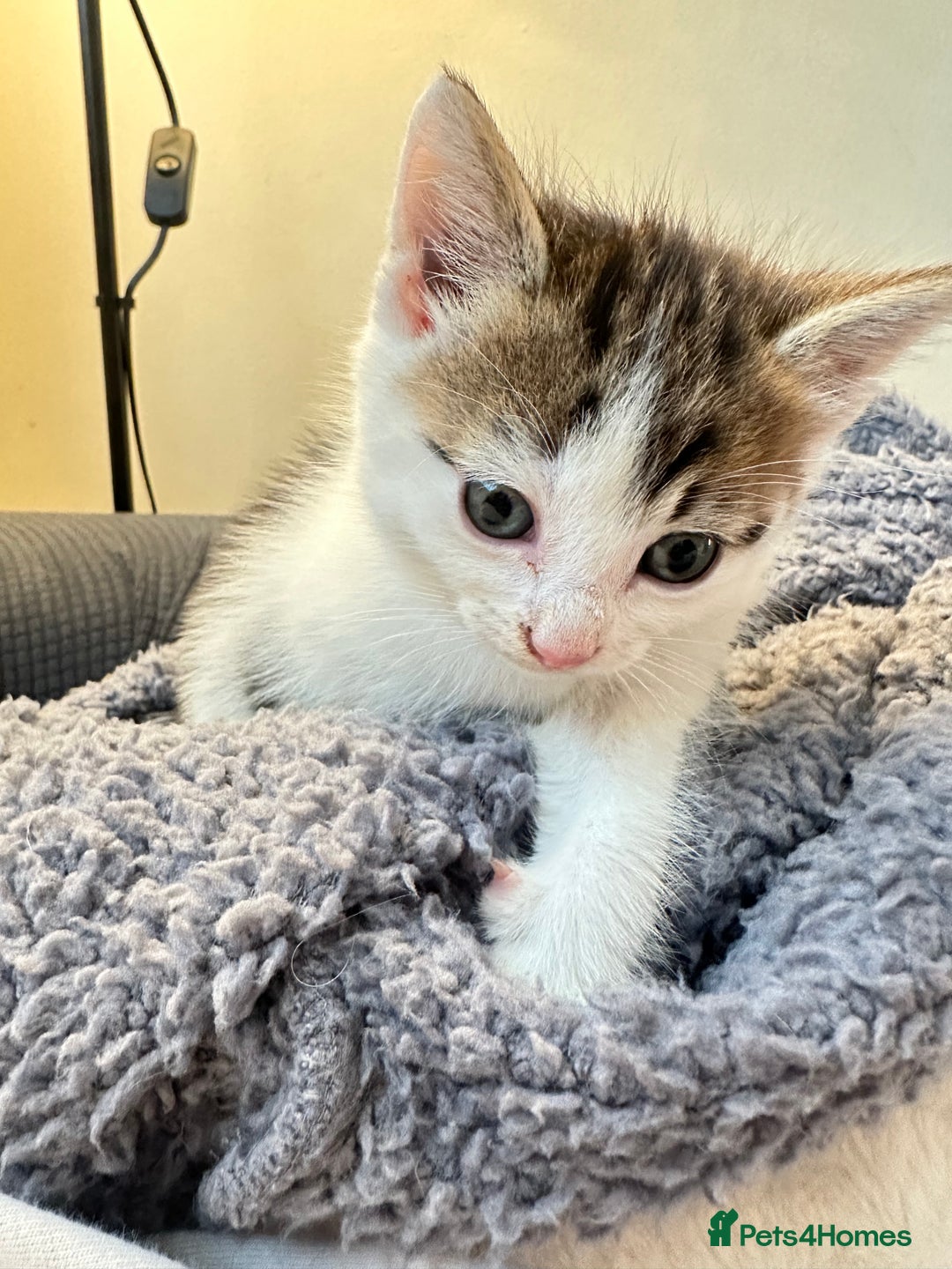 Domestic Shorthair cats for sale: short and long hair kittens ready to go - Image 15