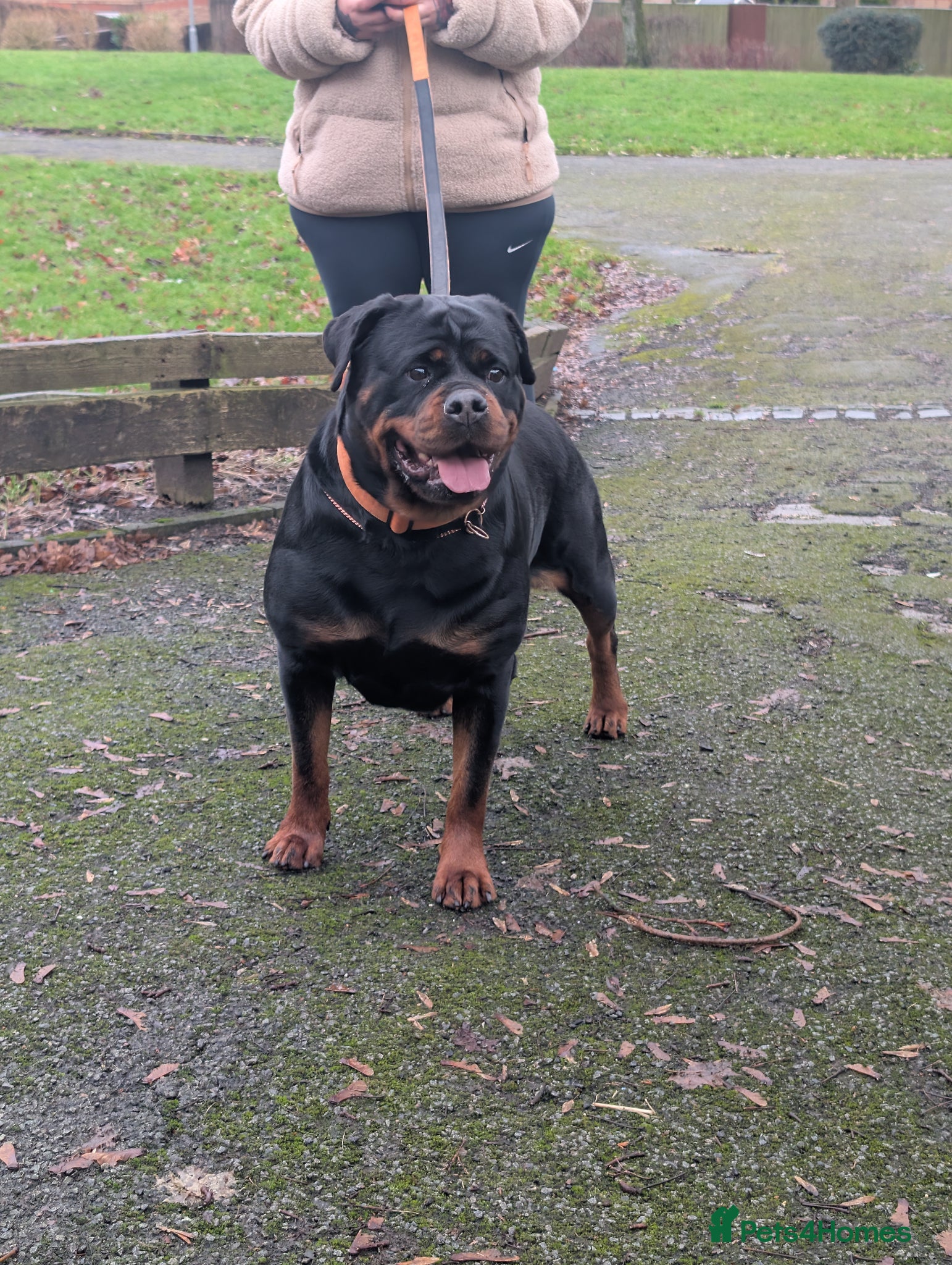 Rottweiler dogs Female Rottweiler pup for sale  - Advert 2