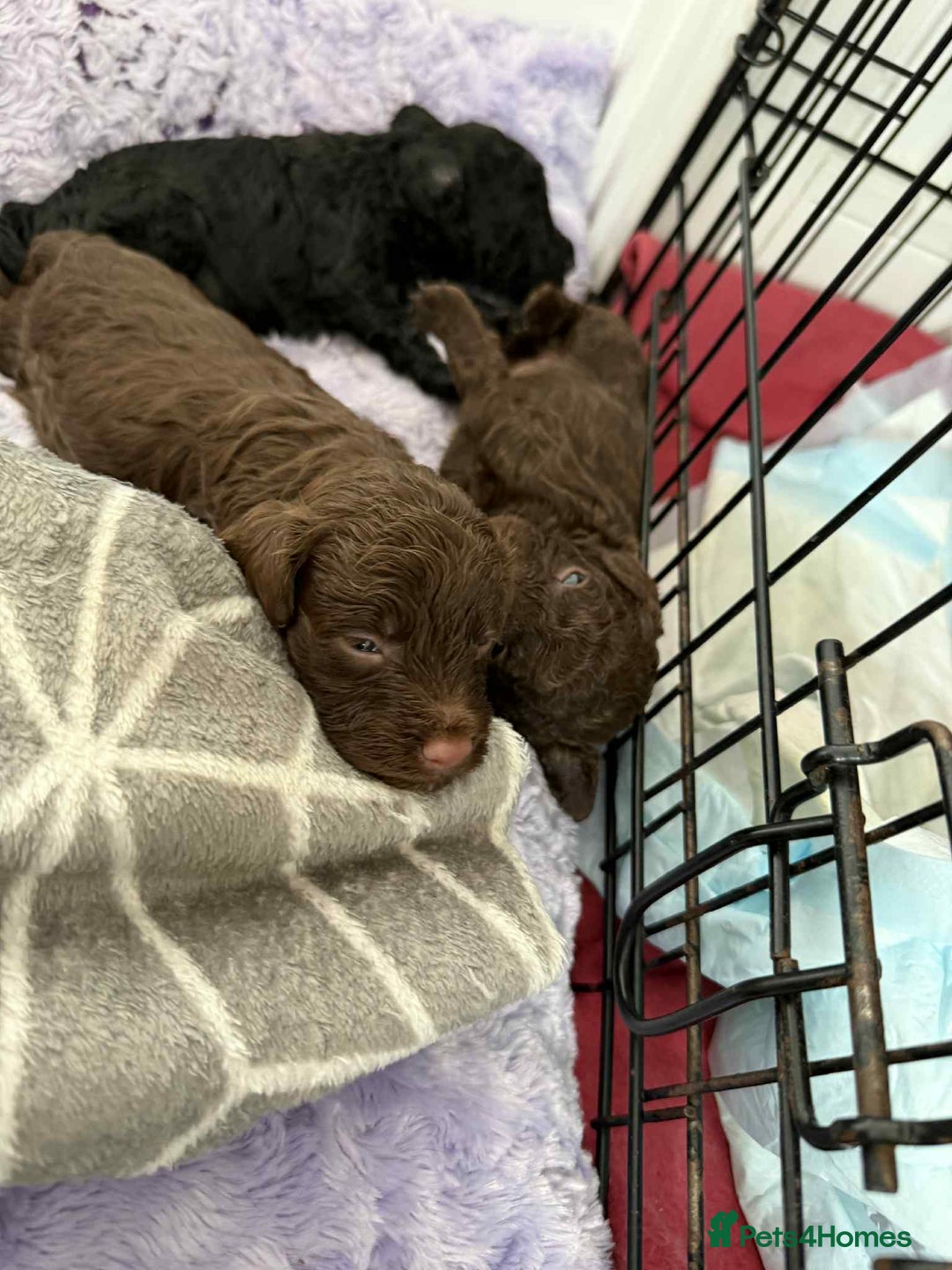 Cockapoo dogs for sale: Cockapoo  - Image 9