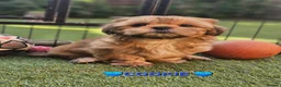 Shih Tzu dogs for sale: RARE BLACK STANDARD SHIH TZU WITH BLUE  SKIN - Advert 16