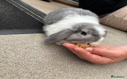 Mini Lop rabbits for sale: Blue eyed mini lop - Image 5