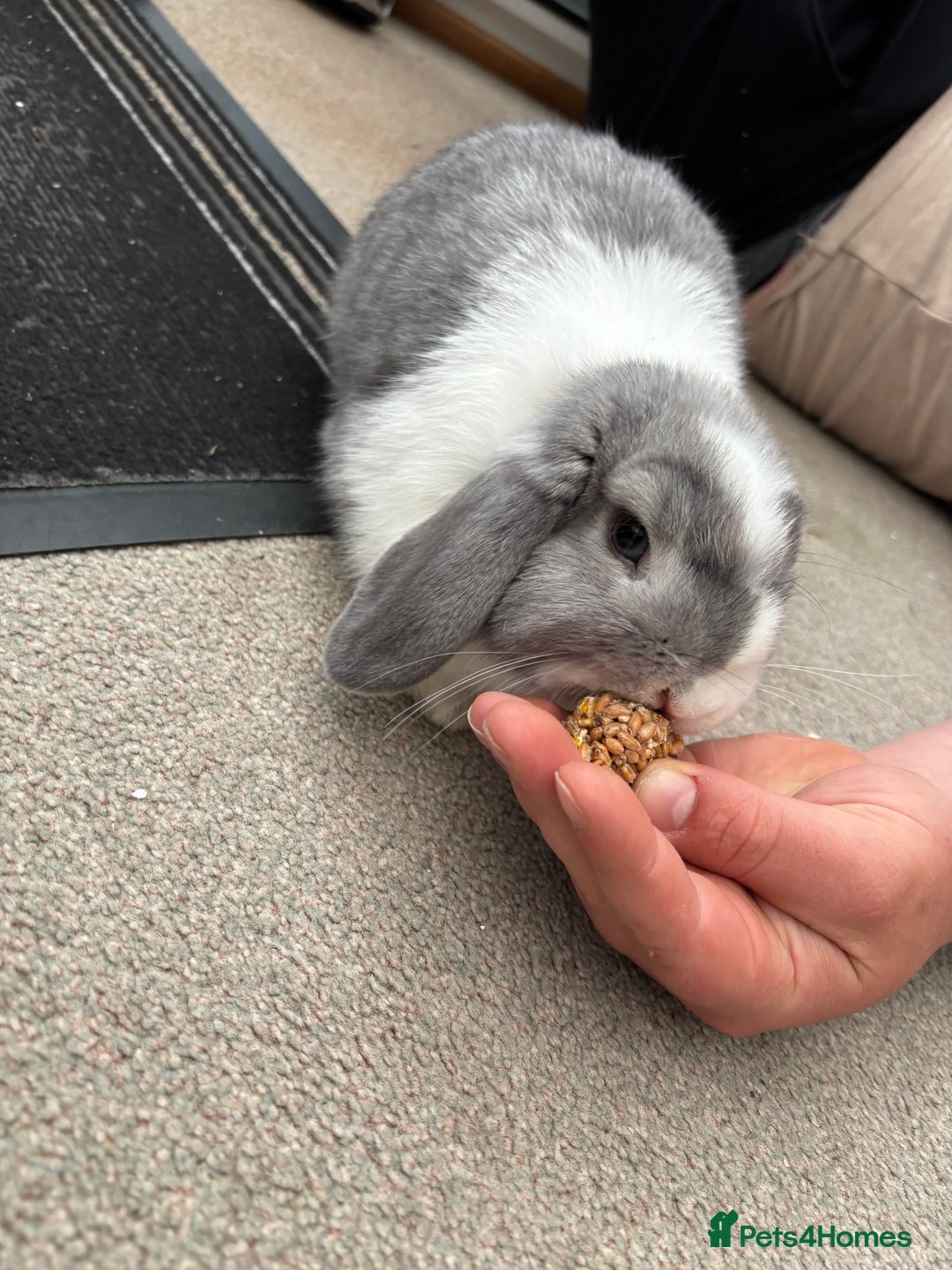 Mini Lop rabbits for sale: Blue eyed mini lop - Image 5