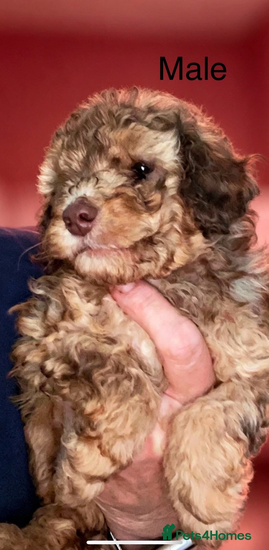 Toy Poodle dogs Toy Poodles - Advert 2