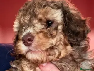 Toy Poodle dogs Toy Poodles - Advert 2