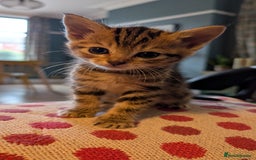Mixed Breed cats for sale: !!! £30 !!!   3 black kittens (2 tabby are sold) in Stockport - Image 13