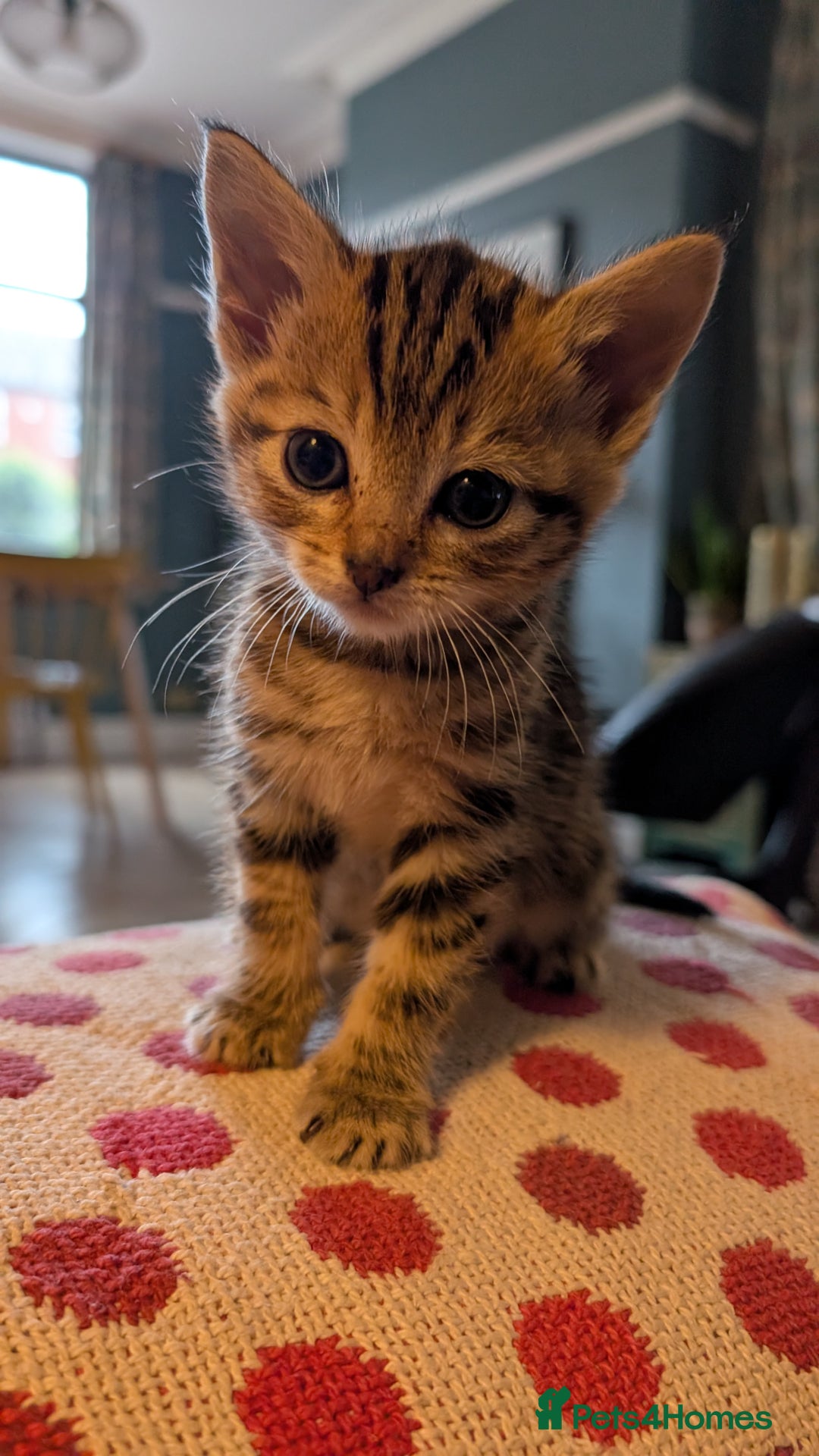 Mixed Breed cats for sale: !!! £30 !!!   3 black kittens (2 tabby are sold) in Stockport - Image 13