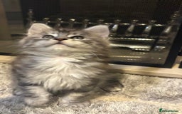 Maine Coon cats for sale: Stunning Maine coon kittens - Image 7