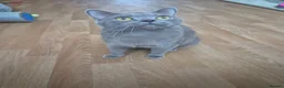 British Shorthair cats for sale: Stunning female british shorthair  - Advert 2