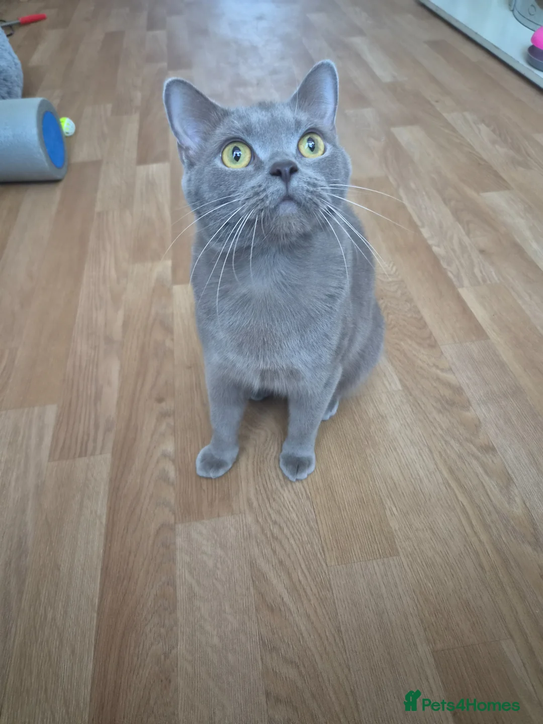 British Shorthair cats for sale: Stunning female british shorthair  - Advert 2