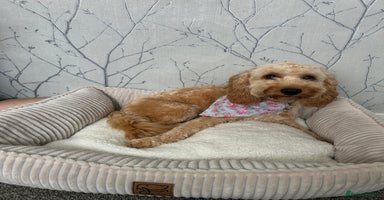 Cockapoo dogs - Advert 5
