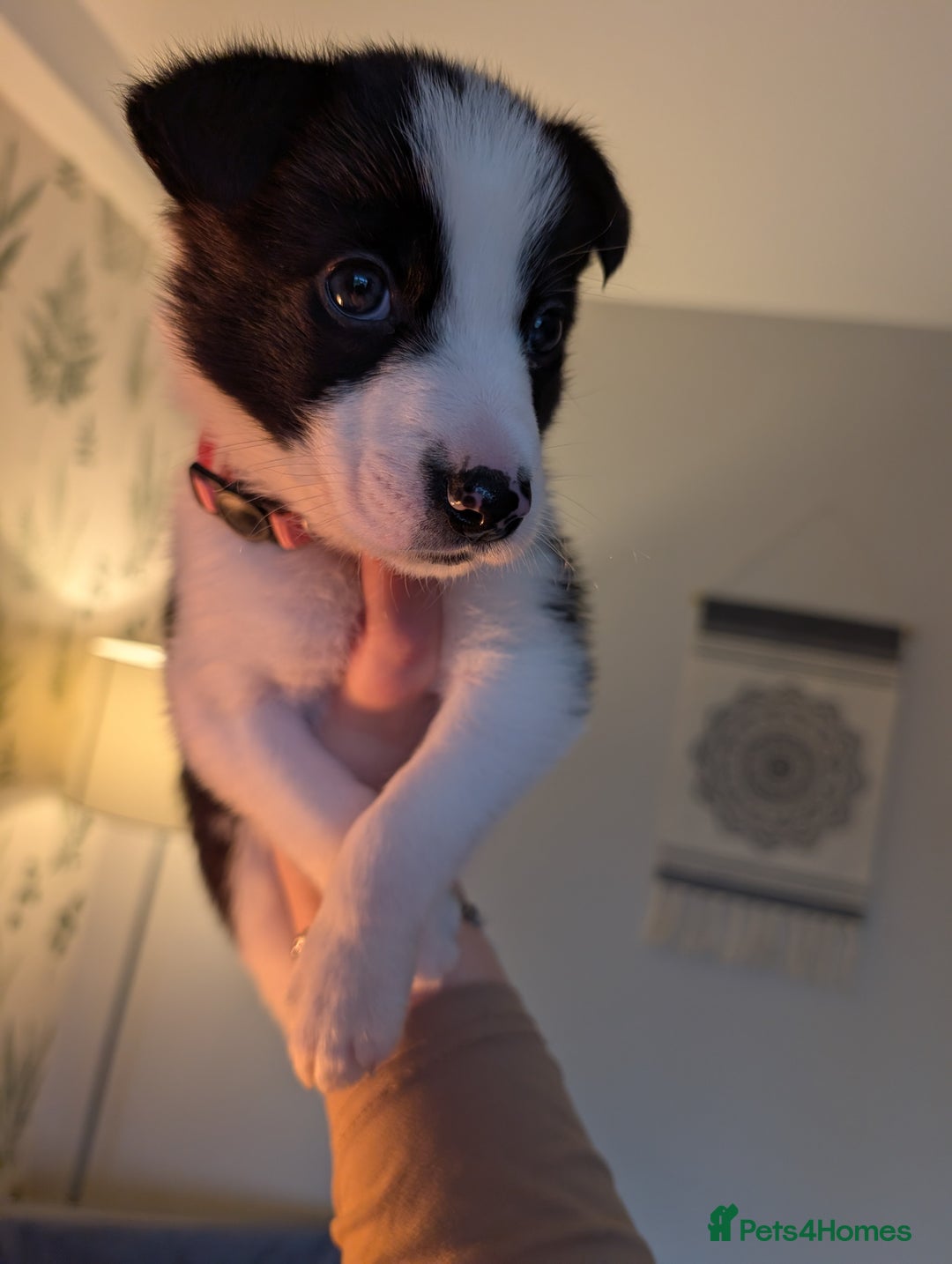 Border Collie dogs for sale: 2 border collie bitches (working dogs).  - Advert 3